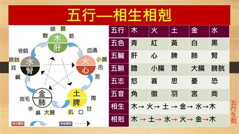 金剋木化解|五行相生相剋3大重點｜了解五行，改善生活大小